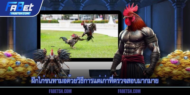 ฝึกไก่ชนท่ามอด้วยวิธีการแต่เก่าที่ตรวจสอบมากมาย